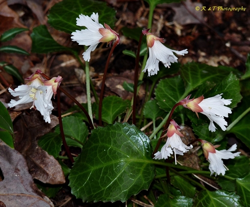 {Shortia galacifolia}